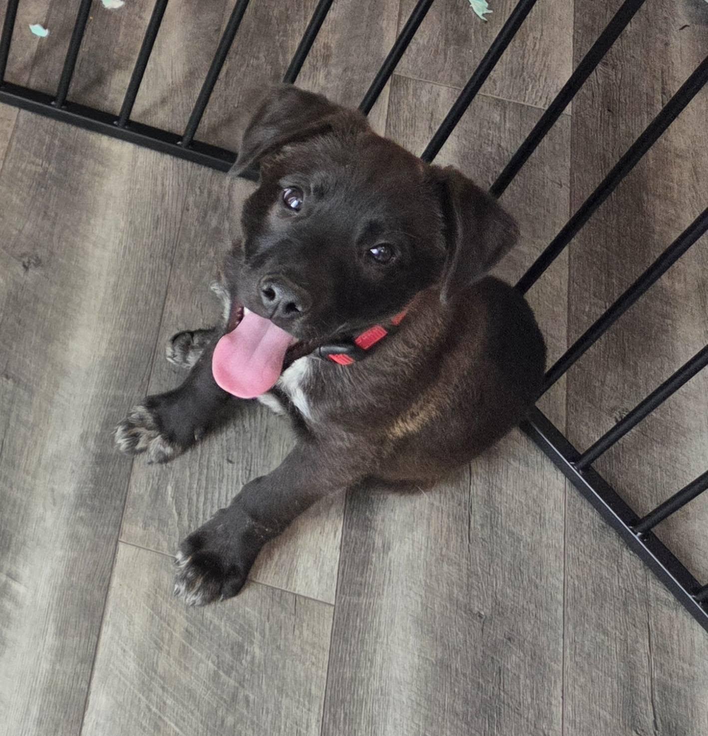Enlarge Mario, an adoptable mixed breed in Lemont, IL image 1/6