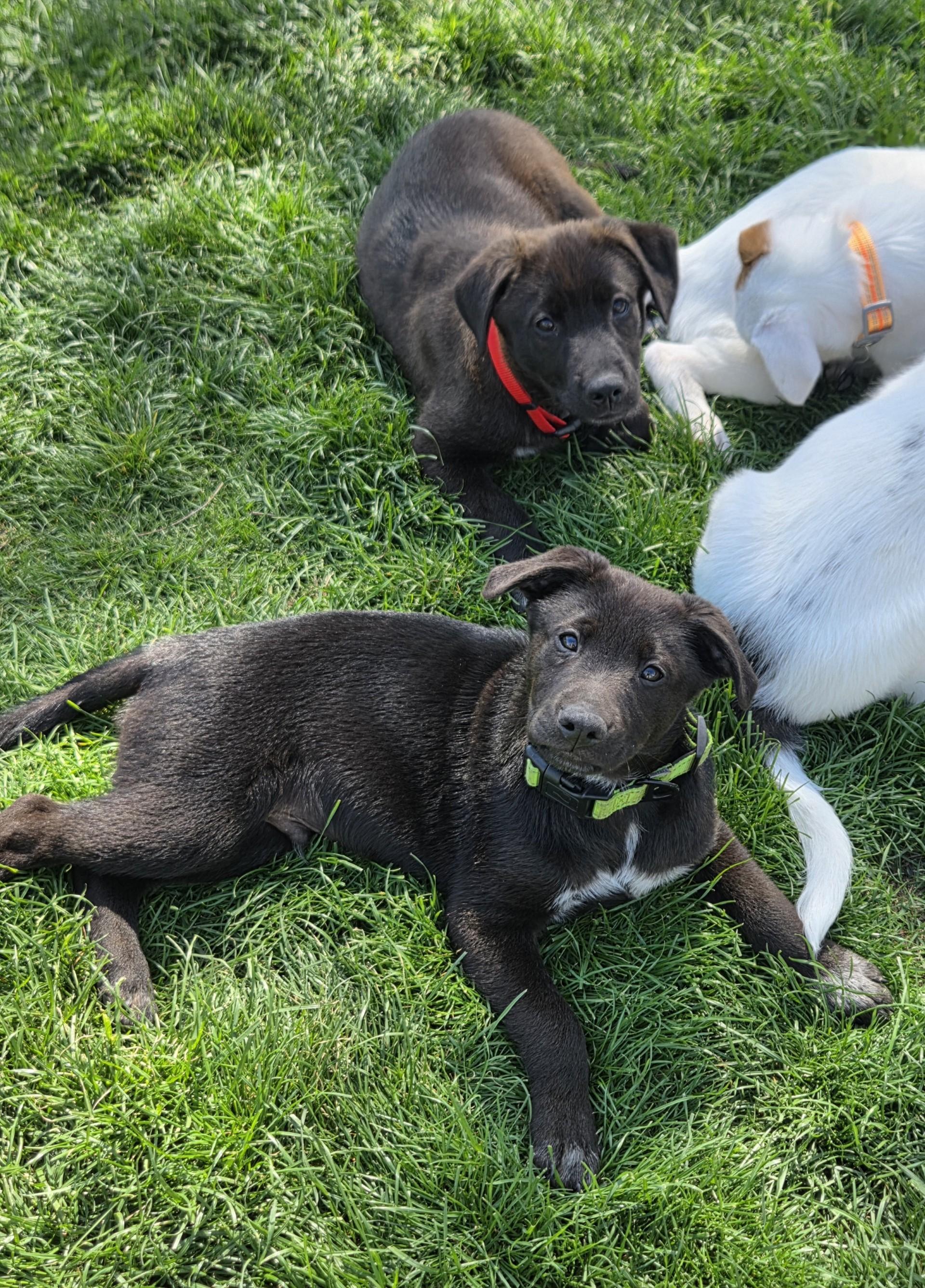 Enlarge Mario, an adoptable mixed breed in Lemont, IL image 5/6