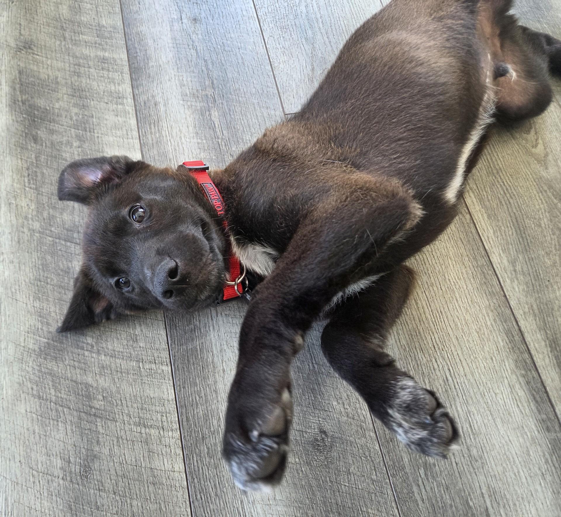 Enlarge Mario, an adoptable mixed breed in Lemont, IL image 2/6