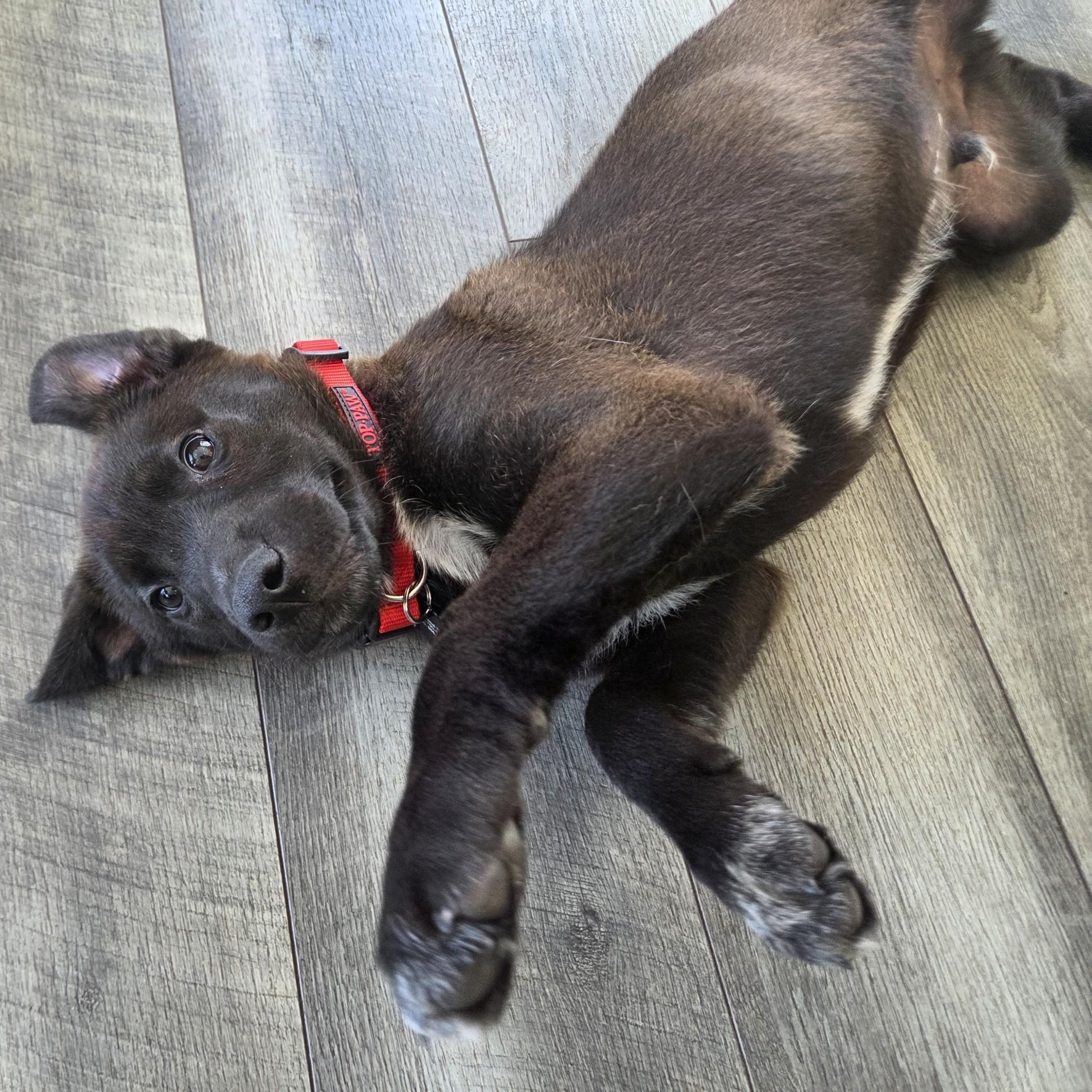 Enlarge Mario, an adoptable mixed breed in Lemont, IL image 3/6