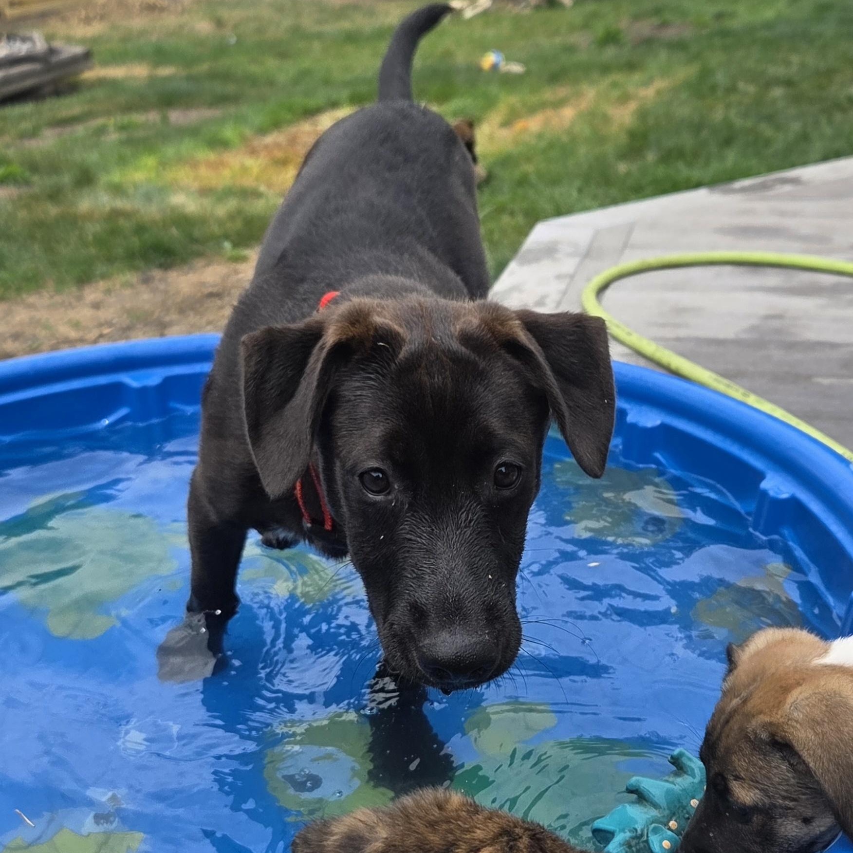 Enlarge Mario, an adoptable mixed breed in Lemont, IL image 5/6