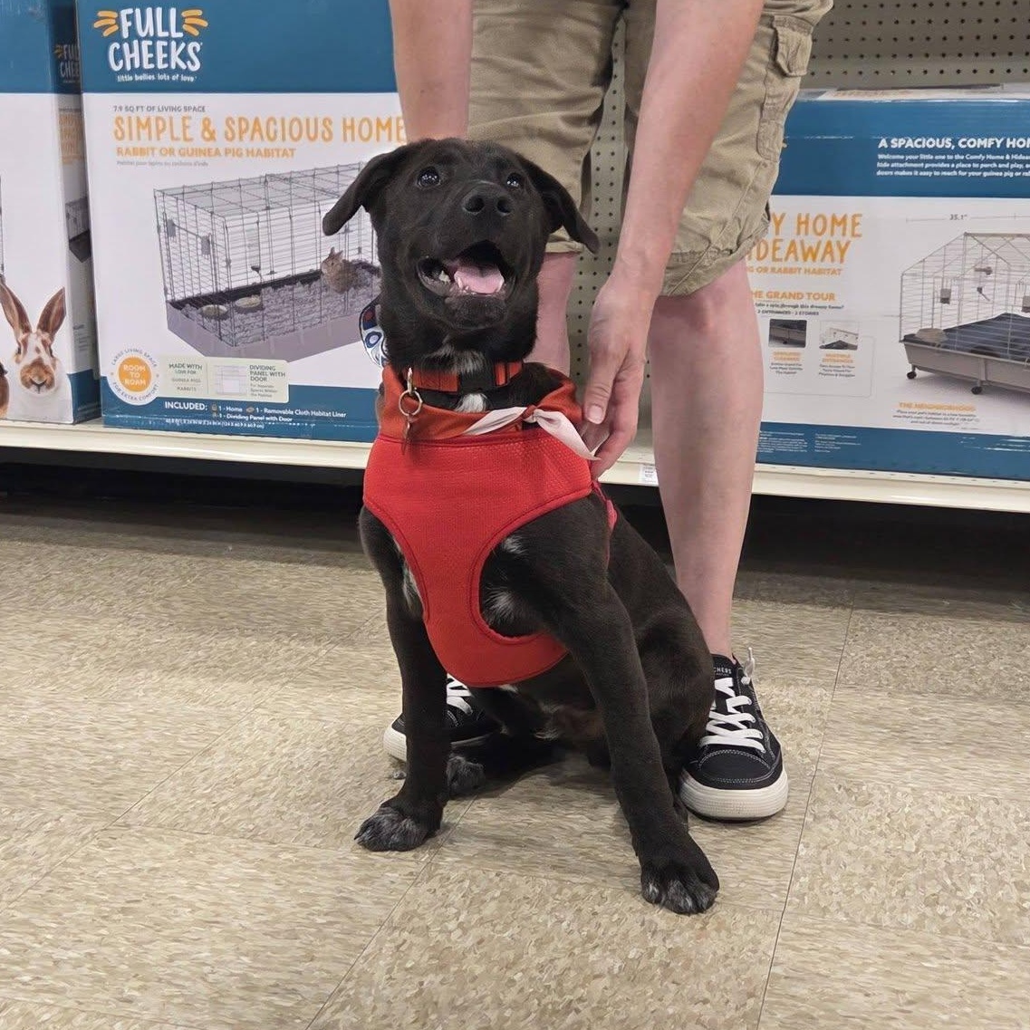 Enlarge Mario, an adoptable mixed breed in Lemont, IL image 6/6