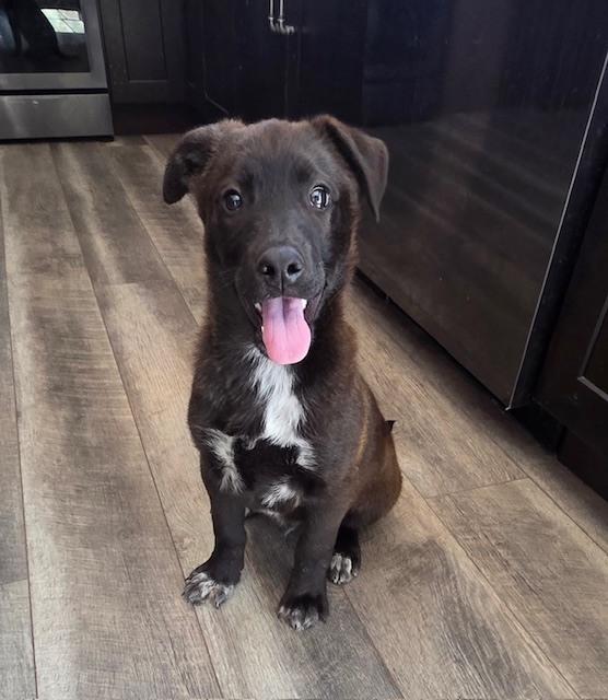 Enlarge Mario, an adoptable mixed breed in Lemont, IL image 3/6