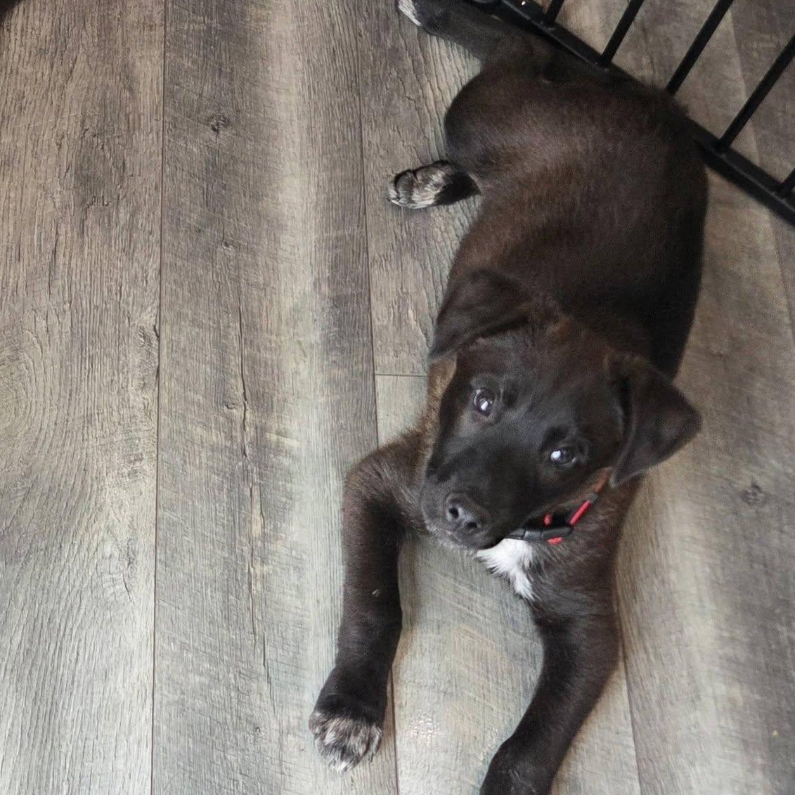 Enlarge Mario, an adoptable mixed breed in Lemont, IL image 4/6