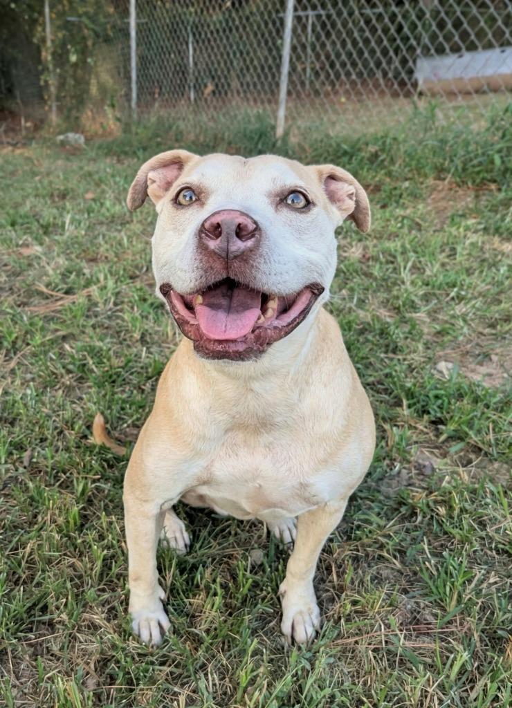Enlarge Evie, a Adoptable Mixed Breed in Danielsville, GA image 1/4