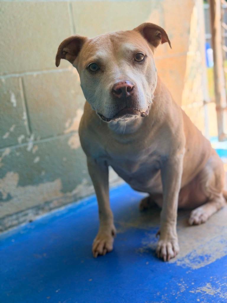 Enlarge Evie, a Adoptable Mixed Breed in Danielsville, GA image 2/4