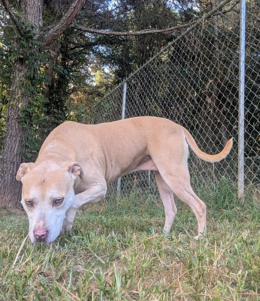 Enlarge Evie, a Adoptable Mixed Breed in Danielsville, GA image 3/4