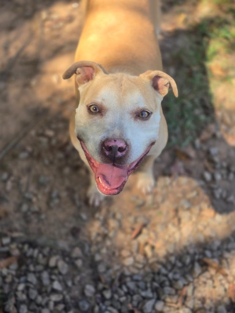Enlarge Evie, a Adoptable Mixed Breed in Danielsville, GA image 4/4