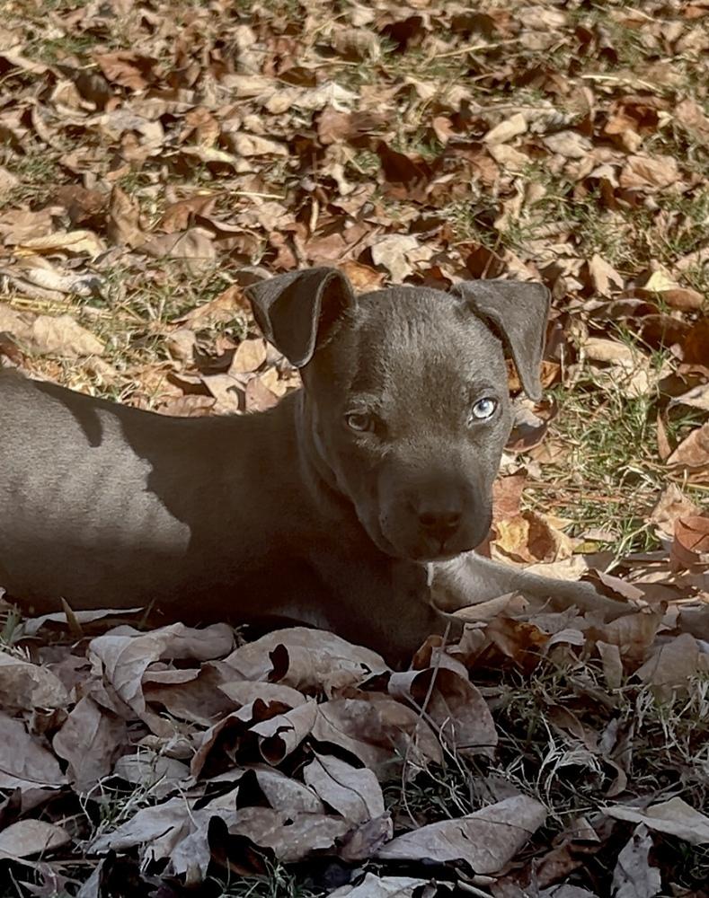 Berry Bluey — thumbnail 2