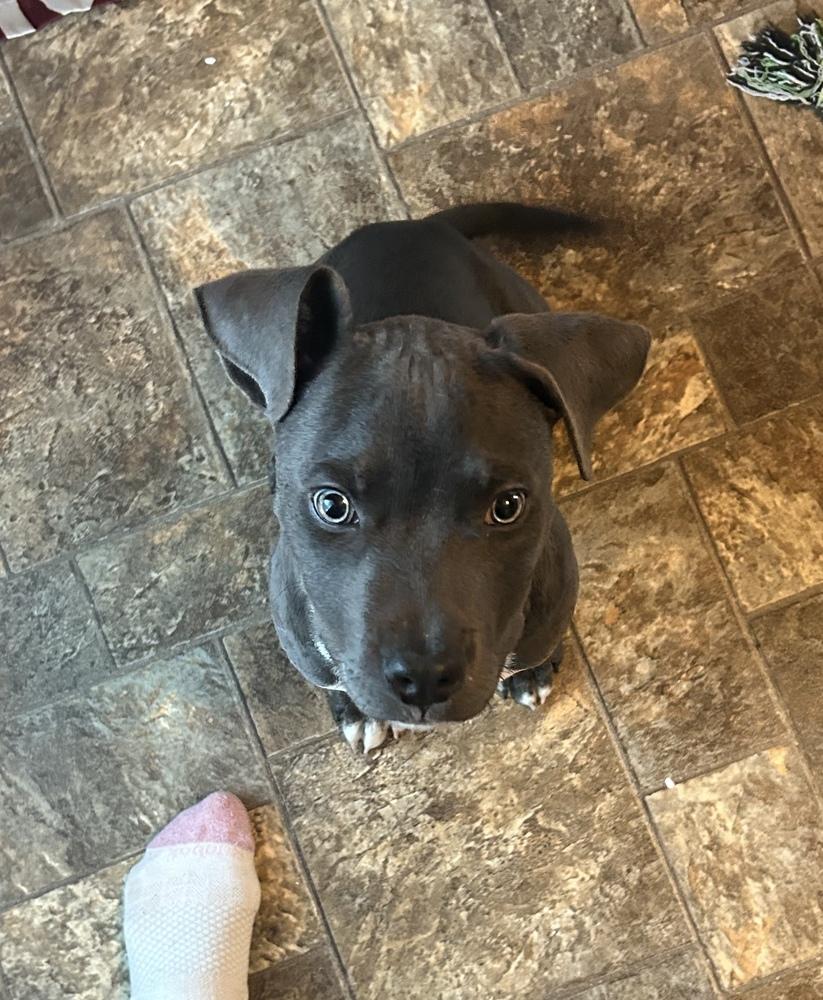 Berry Bluey — thumbnail 3