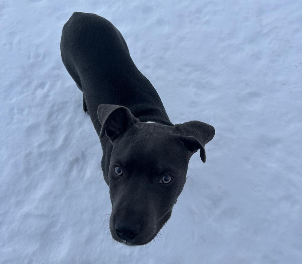 Berry Bluey — thumbnail 4