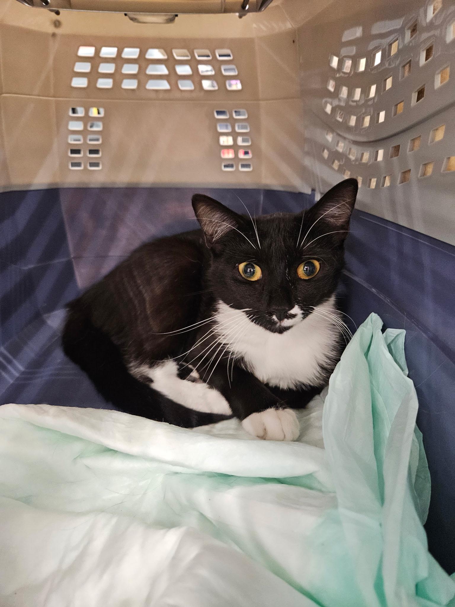 Cassie & Leo, Adoptable, Adult Male Domestic Short Hair & Tabby.