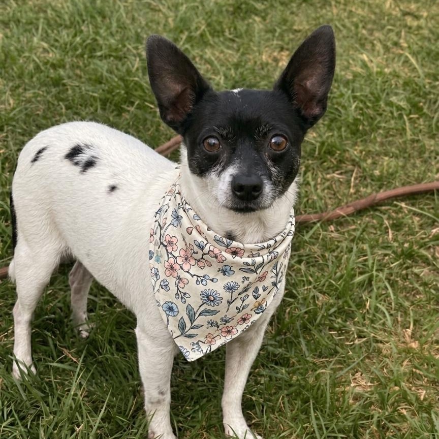 Kismet, ADOPTABLE, Adult Female Chihuahua.