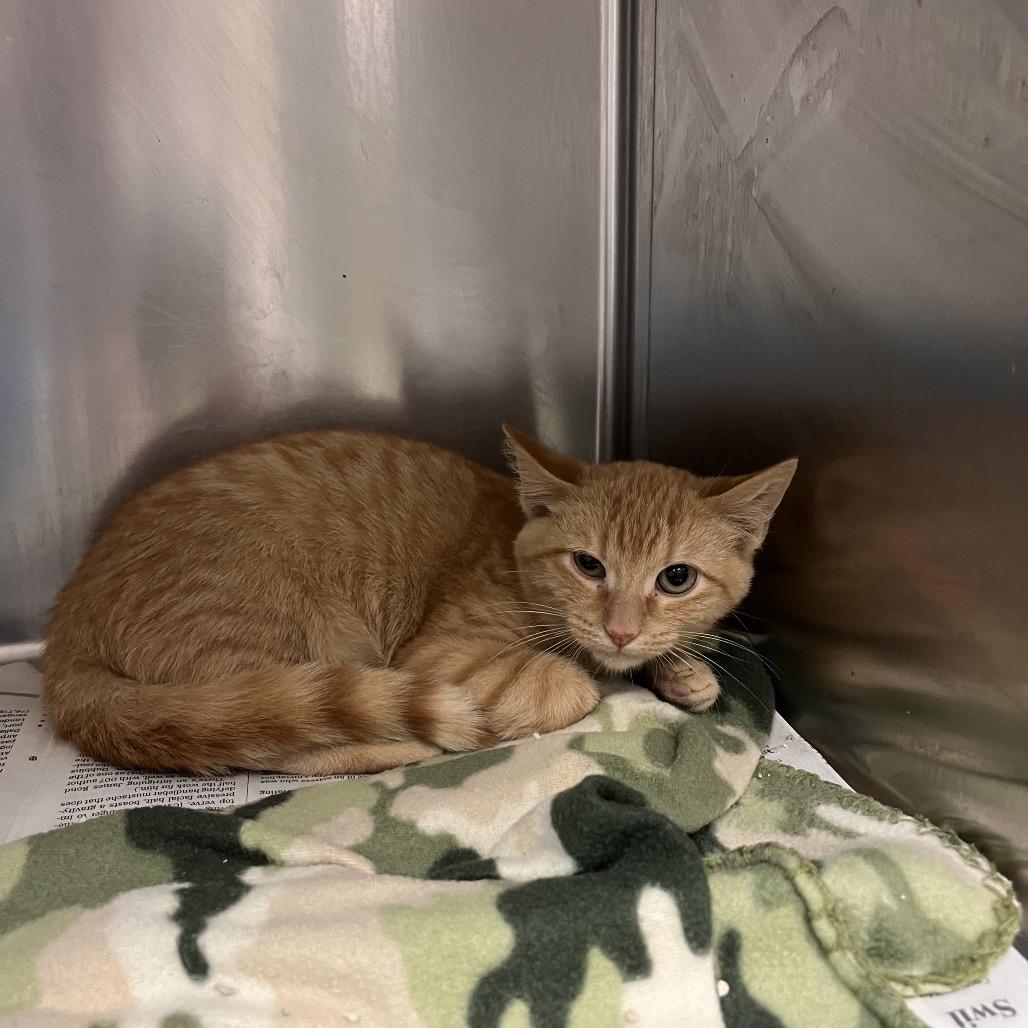 McCoy, Adoptable, Kitten Male Domestic Short Hair.