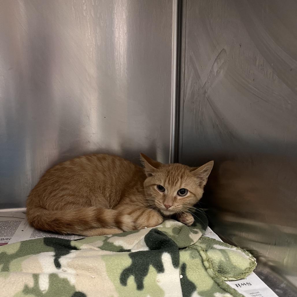 Enlarge McCoy, a Adoptable Domestic Short Hair in Bryan, TX image 2/2