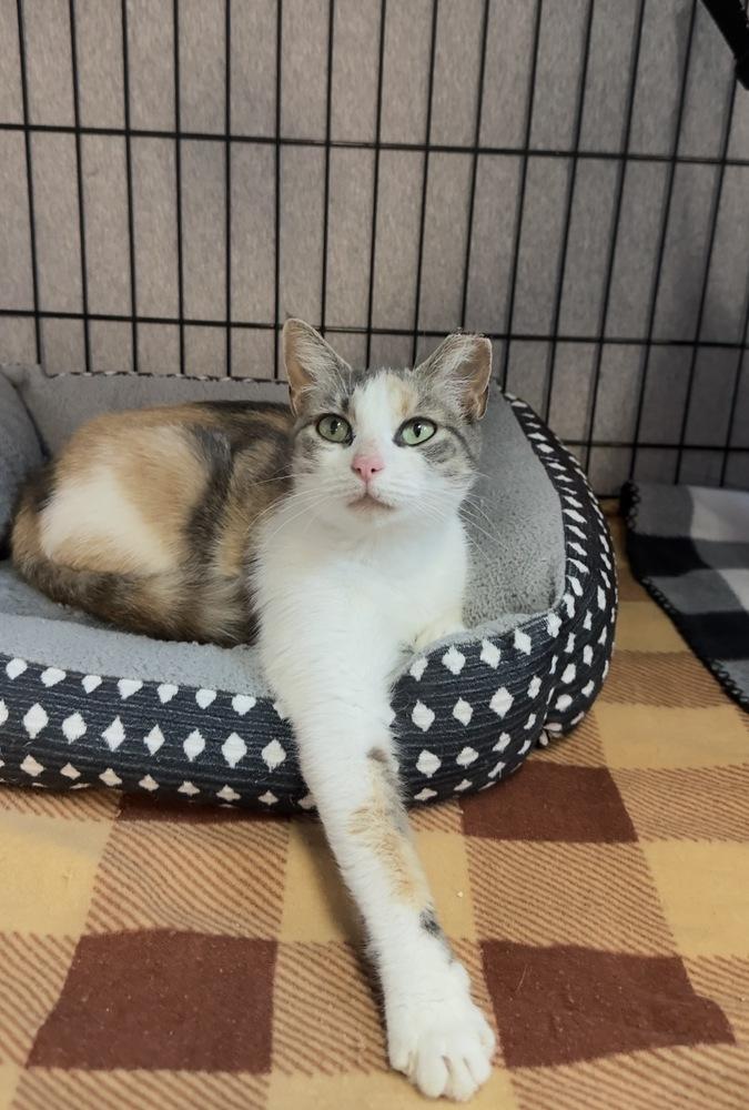 Enlarge Dolly, a Adoptable mixed breed in Woodbridge, VA image 1/2