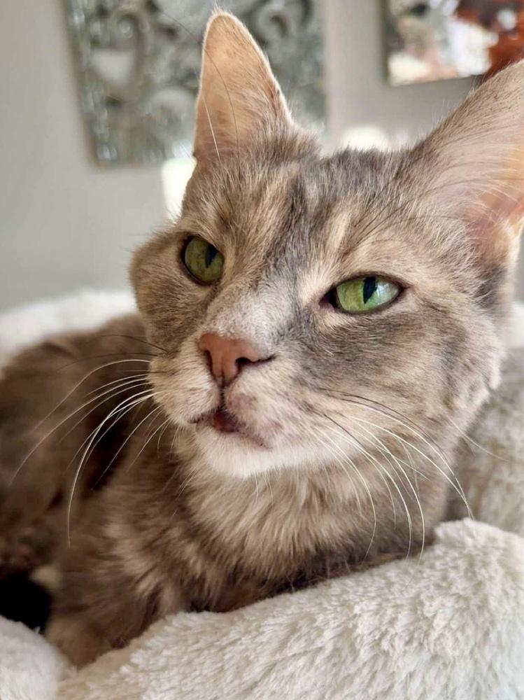 Ursa Bonded Pair with Krabby Patty