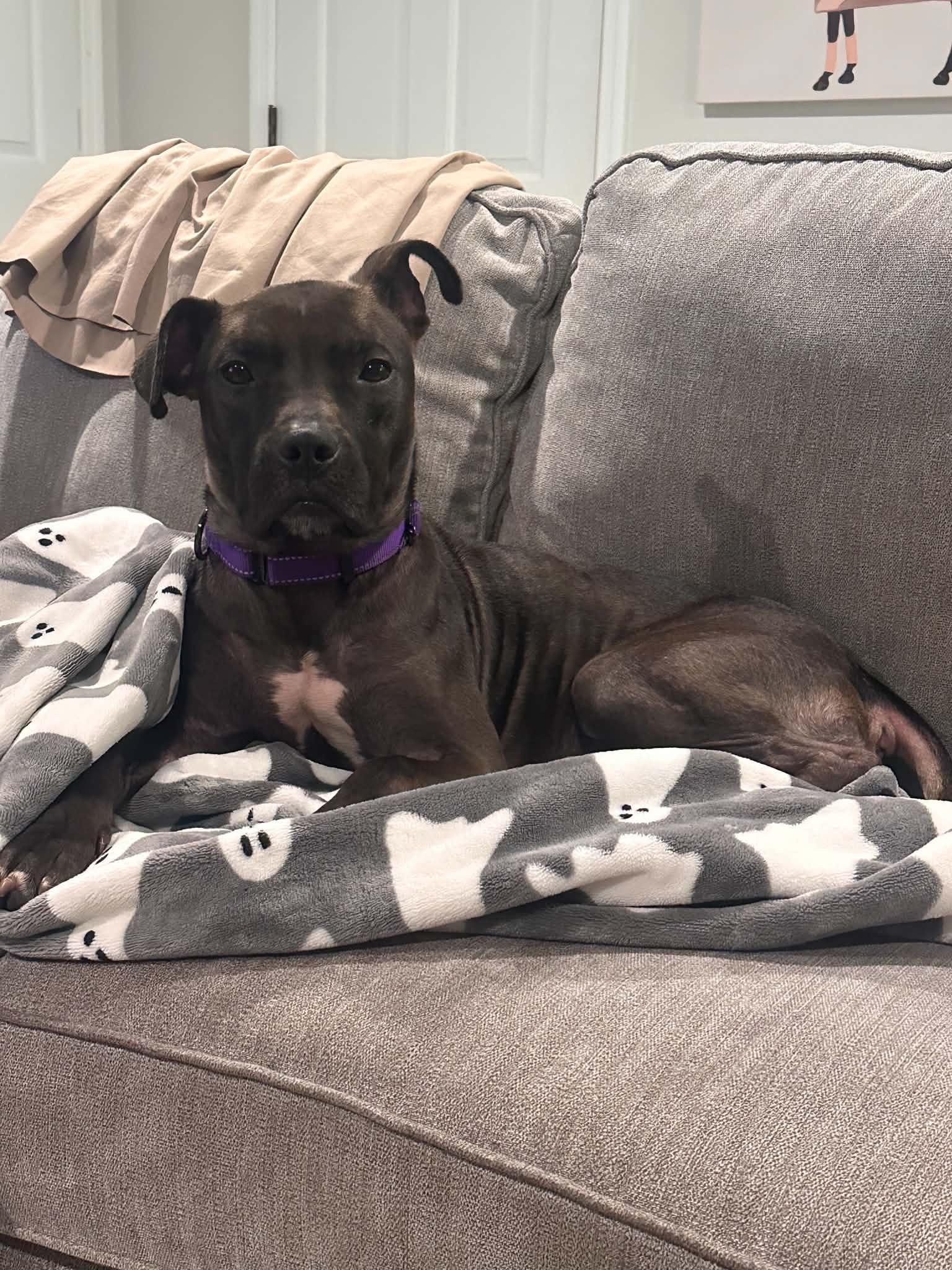 Enlarge Nala, a Adoptable mixed breed in Louisville, KY image 5/5