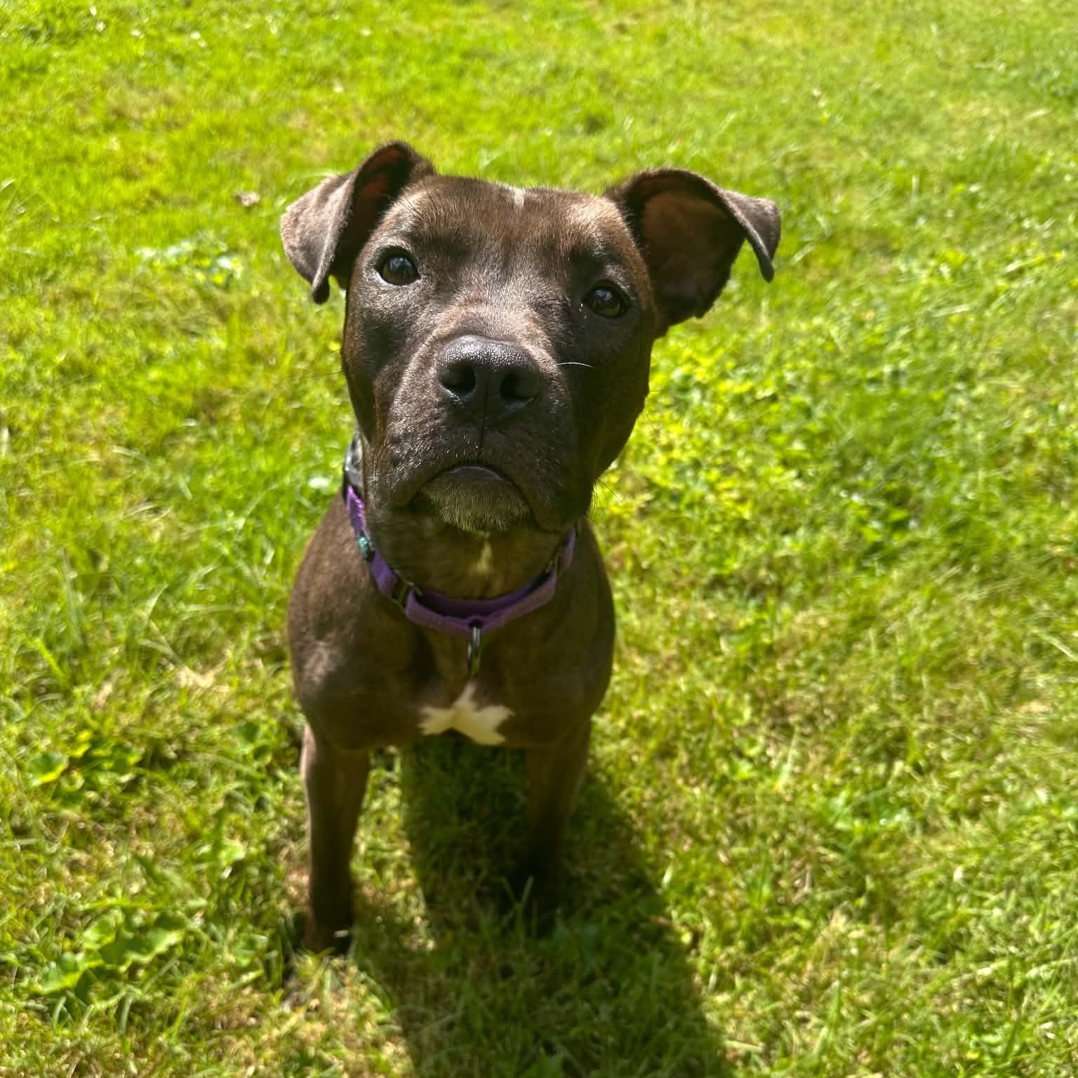 Nala, Adoptable, Adult Female Pit Bull Terrier.