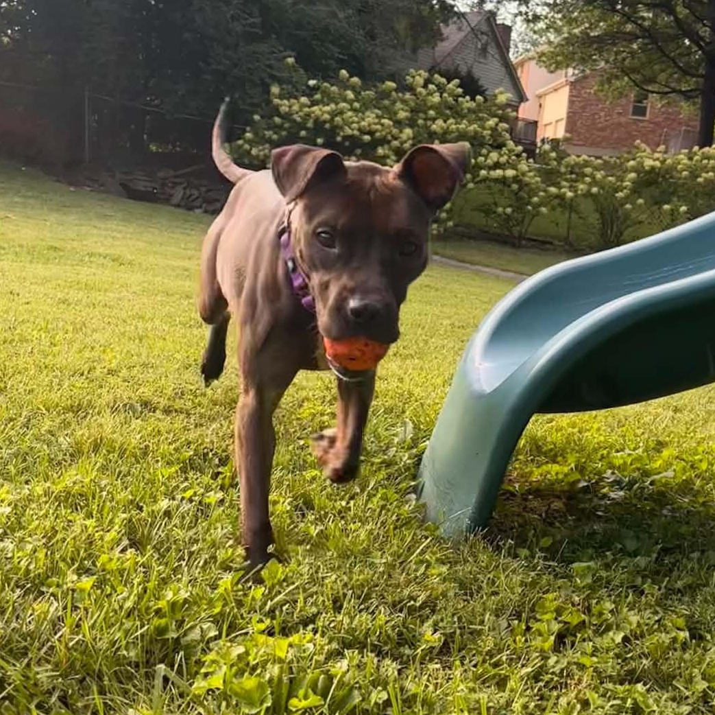 Enlarge Nala, a Adoptable mixed breed in Louisville, KY image 4/5