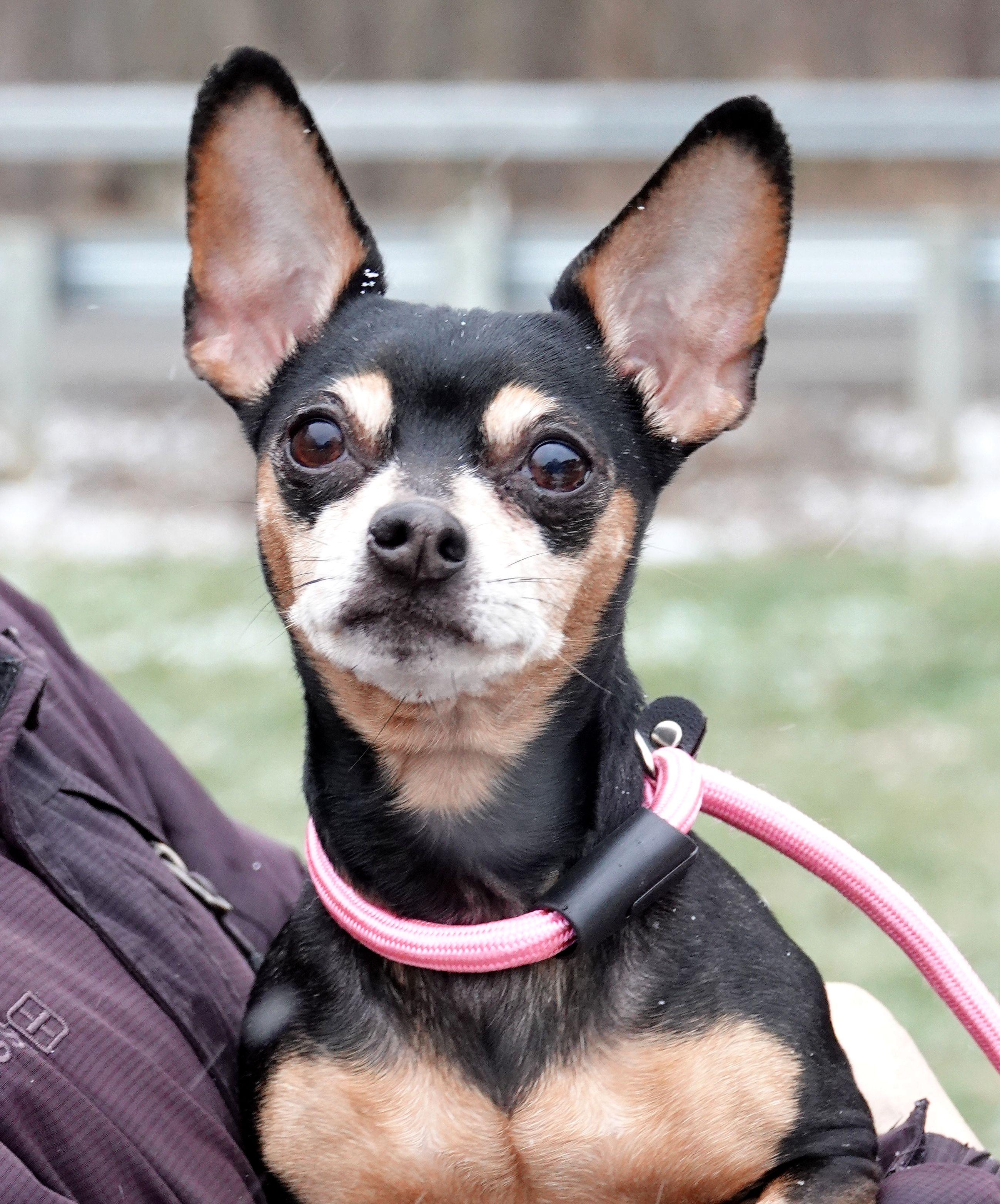 Rosie, ADOPTABLE, Adult Female Chihuahua.
