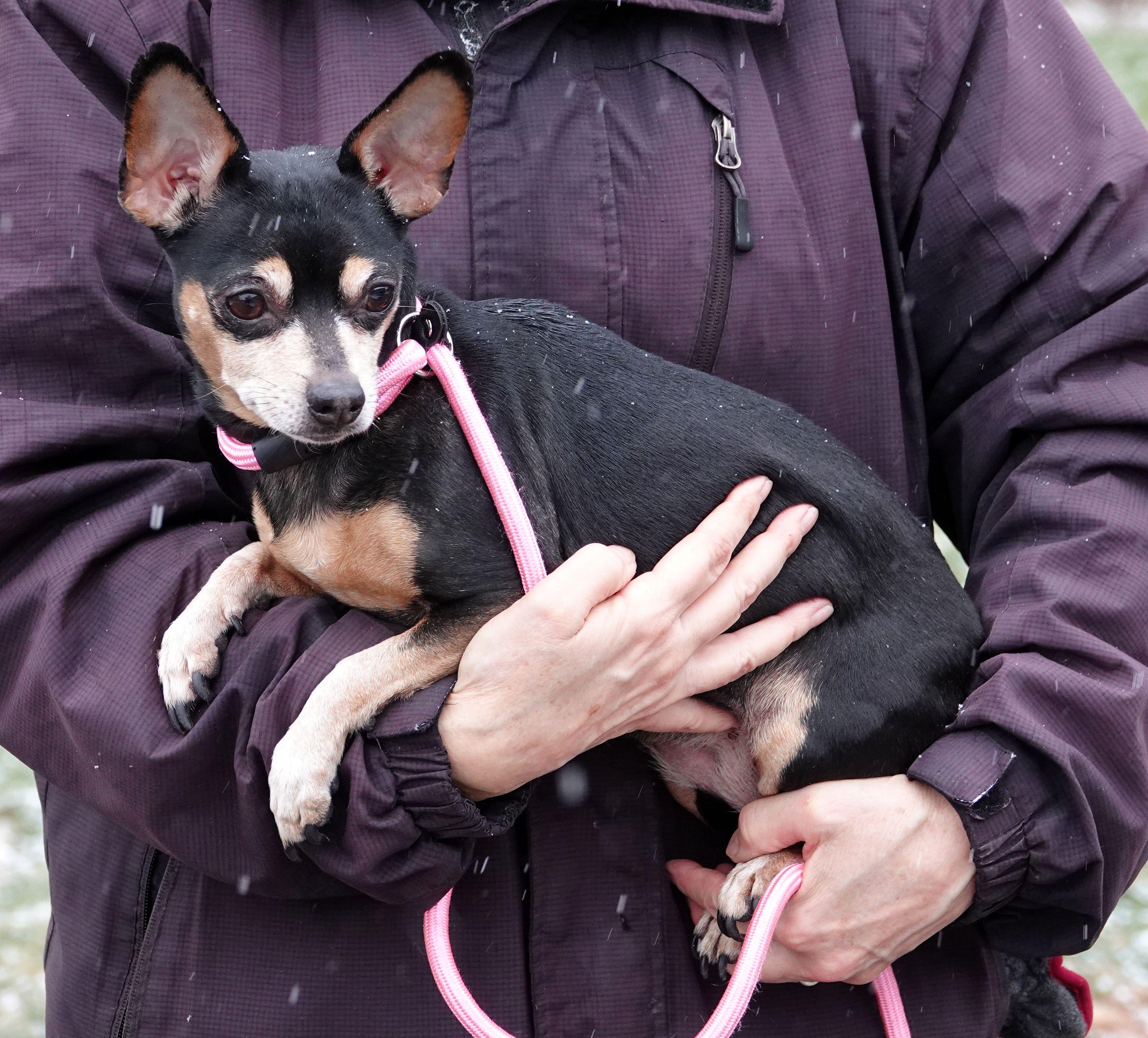 Enlarge Rosie - ADOPTED , an adoption pending Chihuahua in Millfield, OH image 3/3
