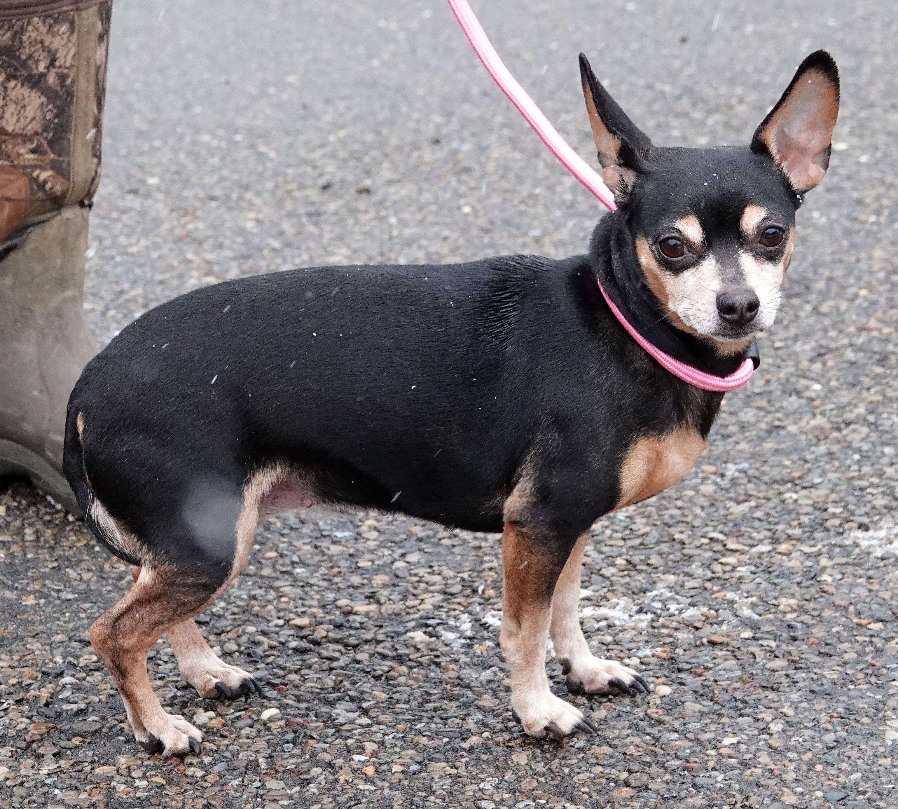 Enlarge Rosie - ADOPTED , an adoption pending Chihuahua in Millfield, OH image 2/3