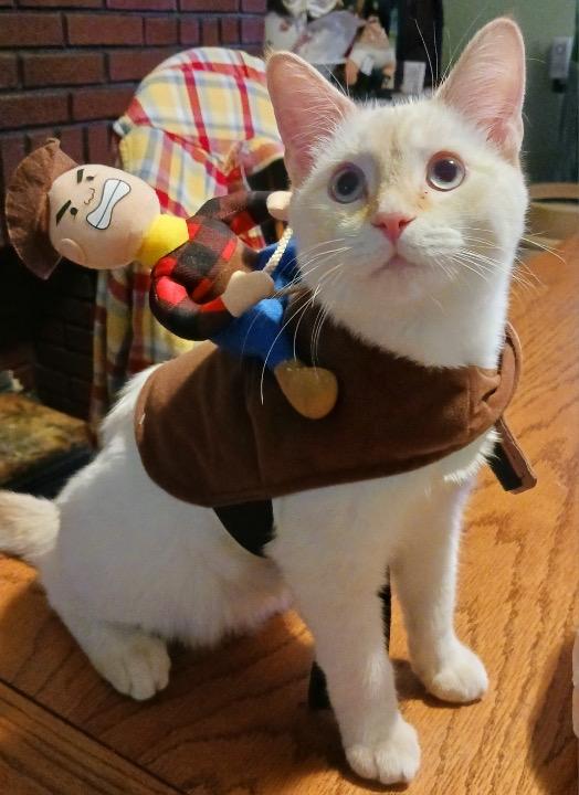 Enlarge Powder, a Adoptable Domestic Short Hair in Washington, PA image 1/1