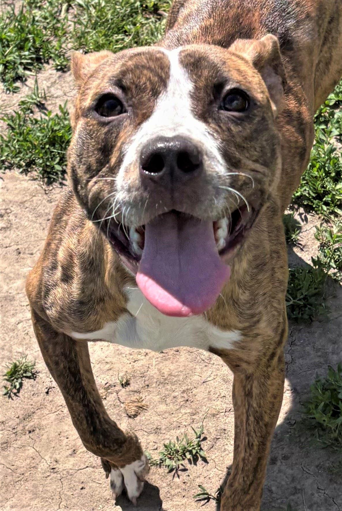 Enlarge Nova, a ADOPTABLE Pit Bull Terrier in Iowa City, IA image 3/3