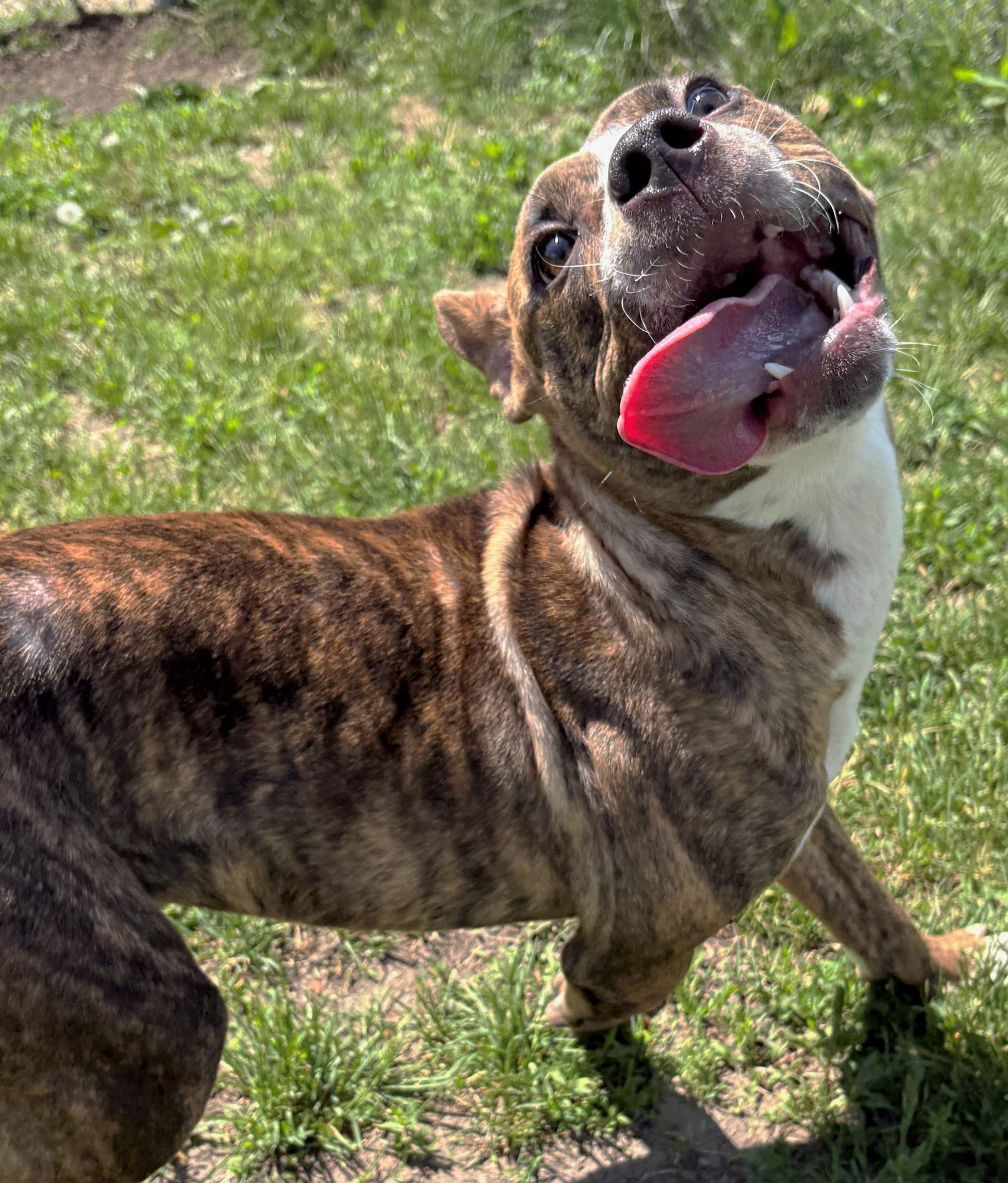 Enlarge Nova, a ADOPTABLE Pit Bull Terrier in Iowa City, IA image 2/3