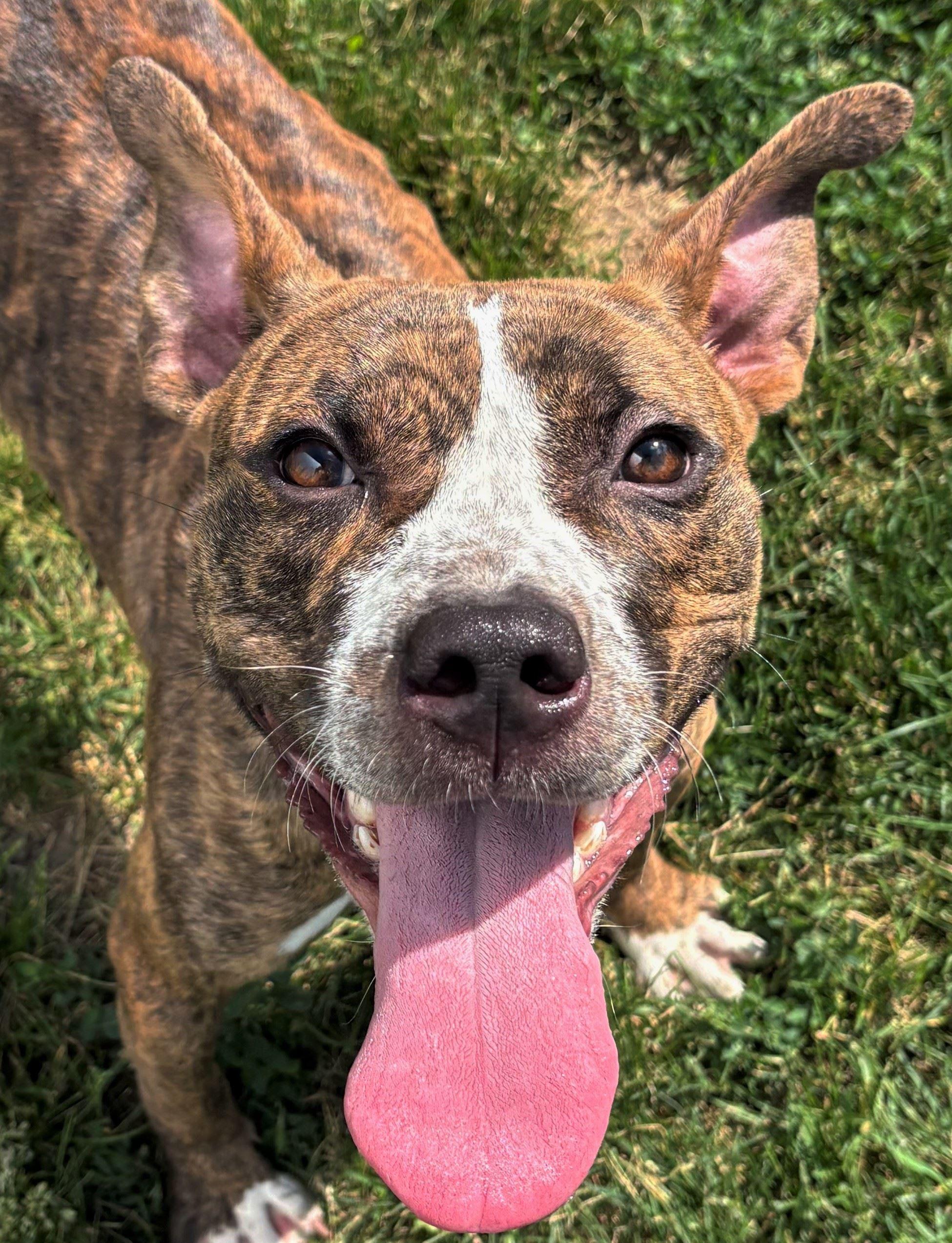 Nova, ADOPTABLE, Young Female Pit Bull Terrier.
