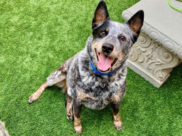 LOKIE, Adoptable, Adult Male Australian Cattle Dog / Blue Heeler & Mixed Breed.