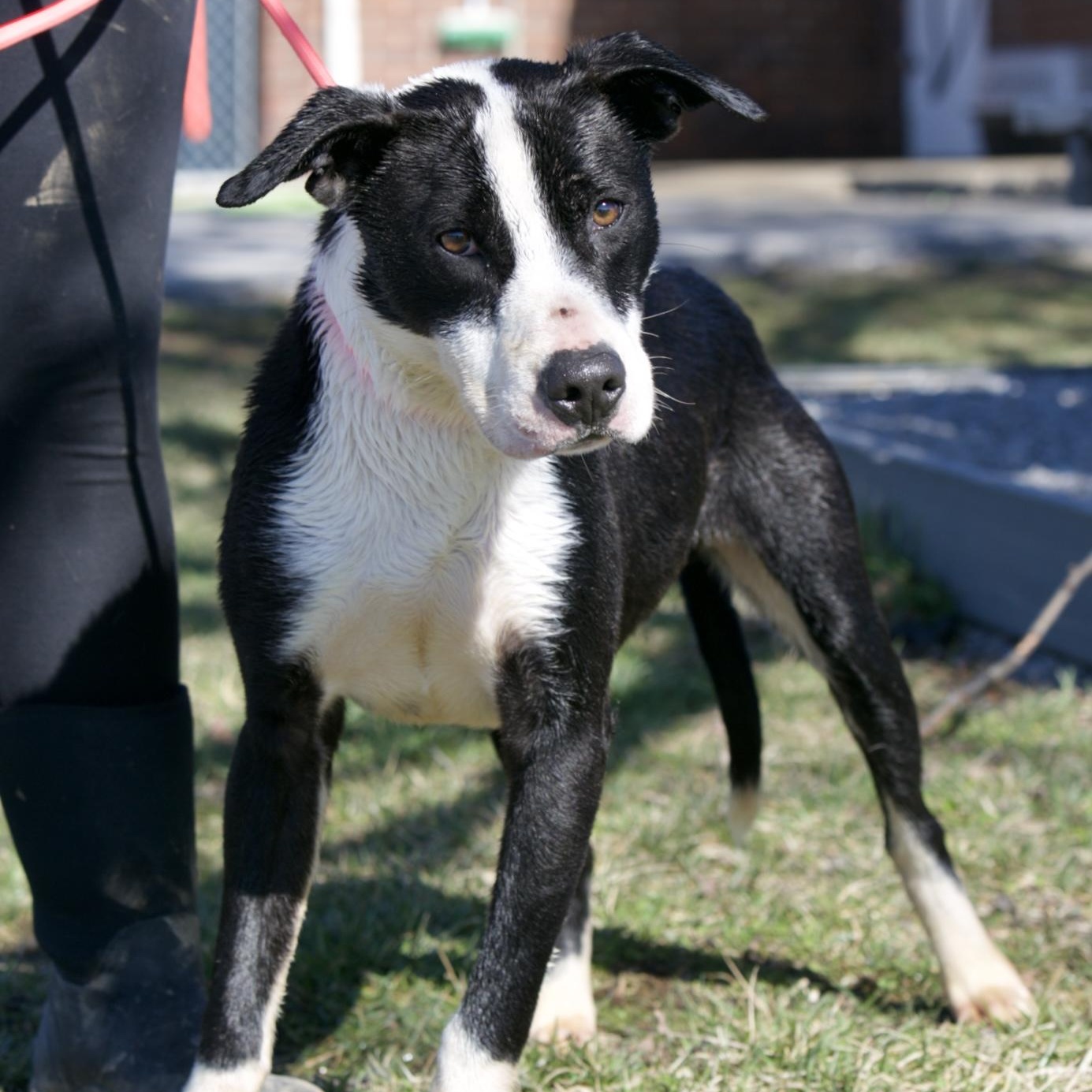 Tank, Adoptable, Puppy Male Pit Bull Terrier.