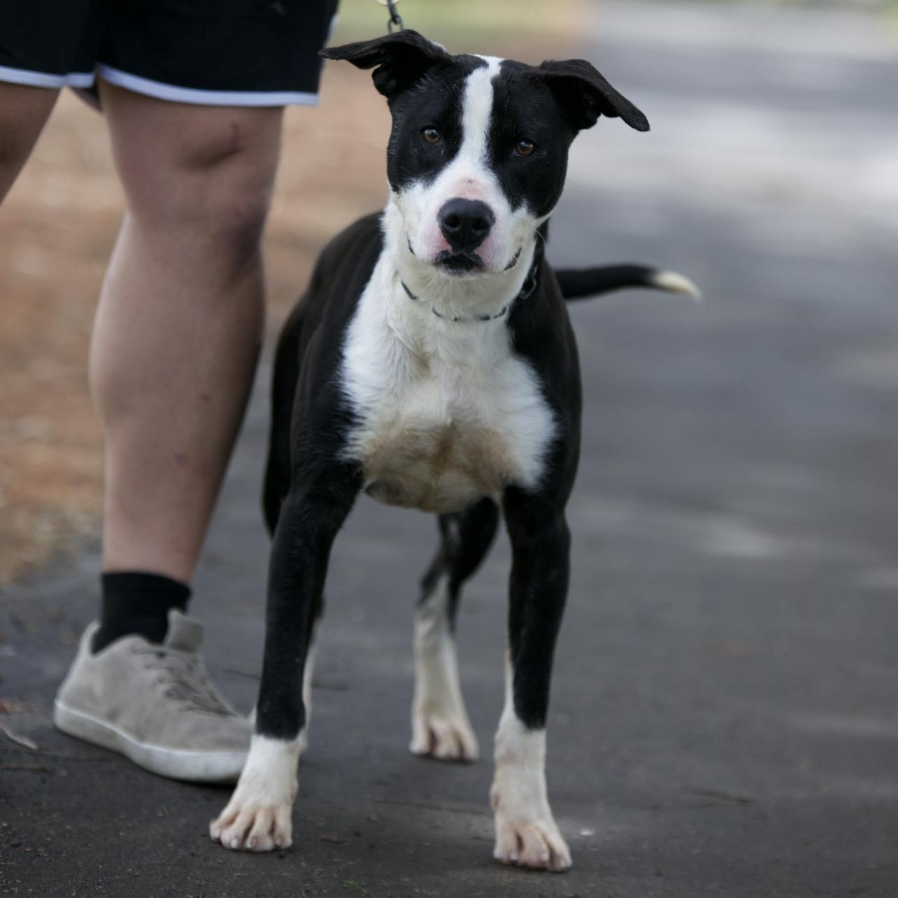 Enlarge Tank, a Adoptable Pit Bull Terrier in Mount Sterling, KY image 6/6