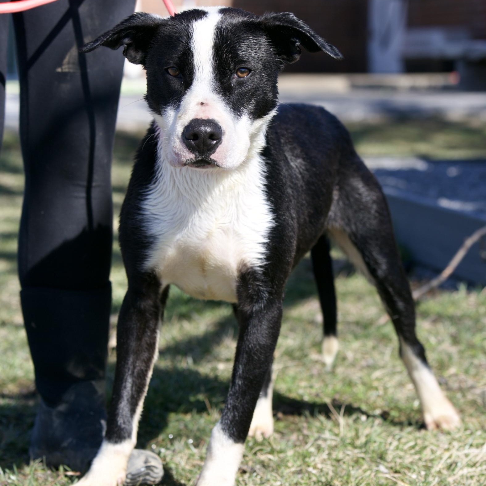Enlarge Tank, a Adoptable Pit Bull Terrier in Mount Sterling, KY image 3/4