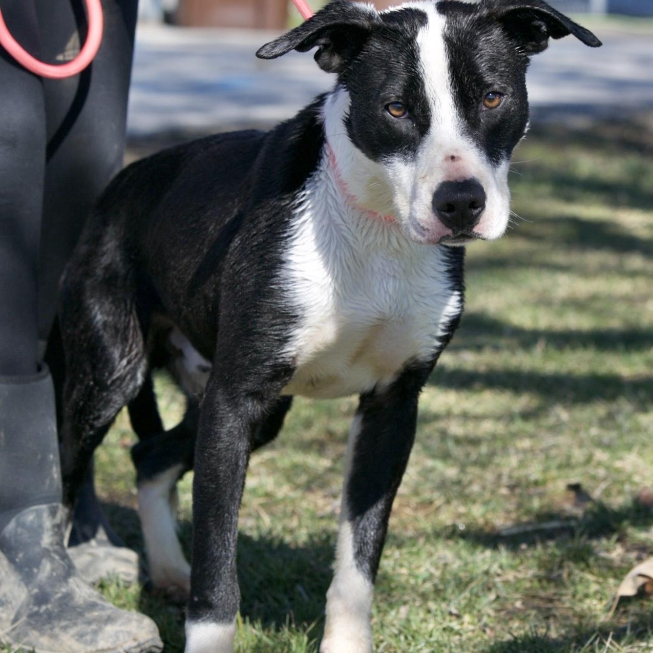 Enlarge Tank, a Adoptable Pit Bull Terrier in Mount Sterling, KY image 4/4