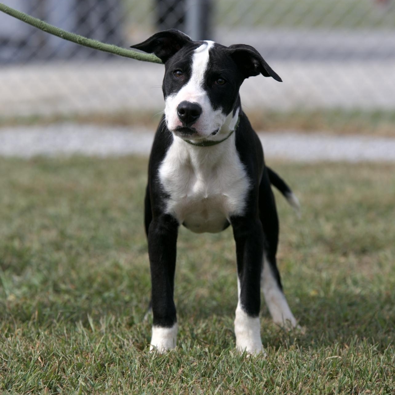 Tank, Adoptable, Puppy Male Pit Bull Terrier.