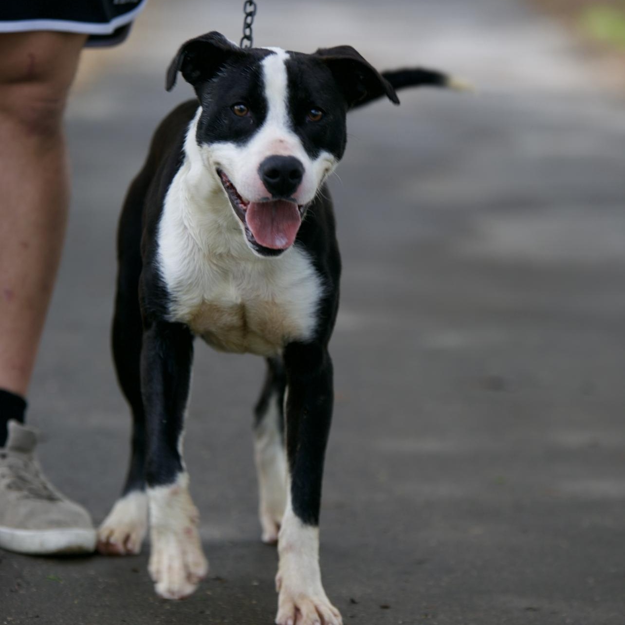Enlarge Tank, a Adoptable Pit Bull Terrier in Mount Sterling, KY image 1/6