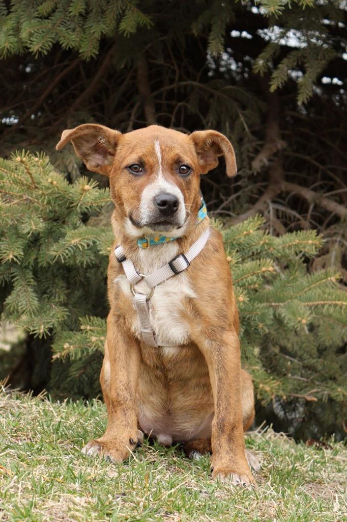 Fred, a Adoptable mixed breed in Savage, MN image 1/5