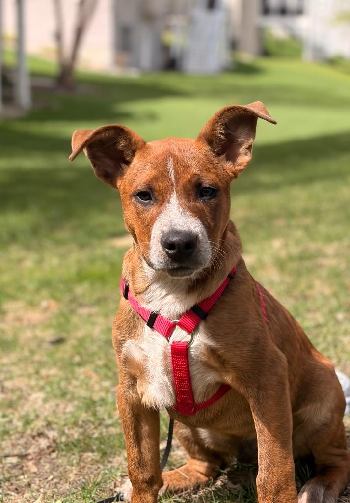 Fred, a Adoptable mixed breed in Savage, MN image 2/5