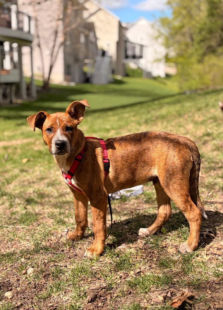Fred, a Adoptable mixed breed in Savage, MN image 3/5