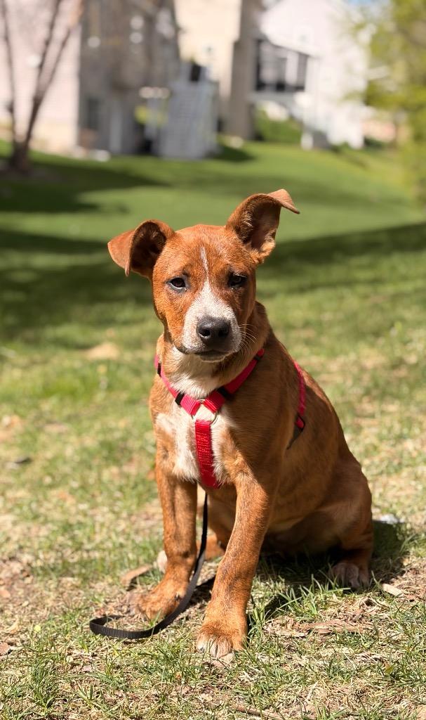 Fred, a Adoptable mixed breed in Savage, MN image 4/5