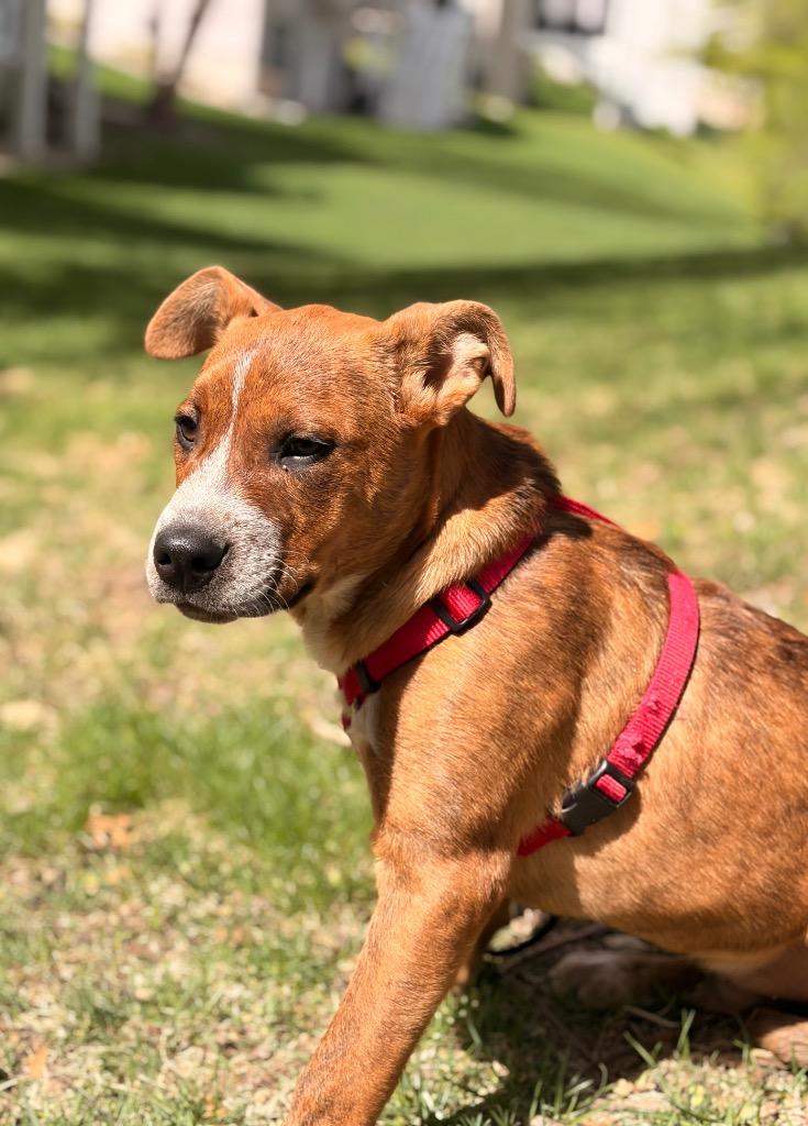 Fred, a Adoptable mixed breed in Savage, MN image 5/5