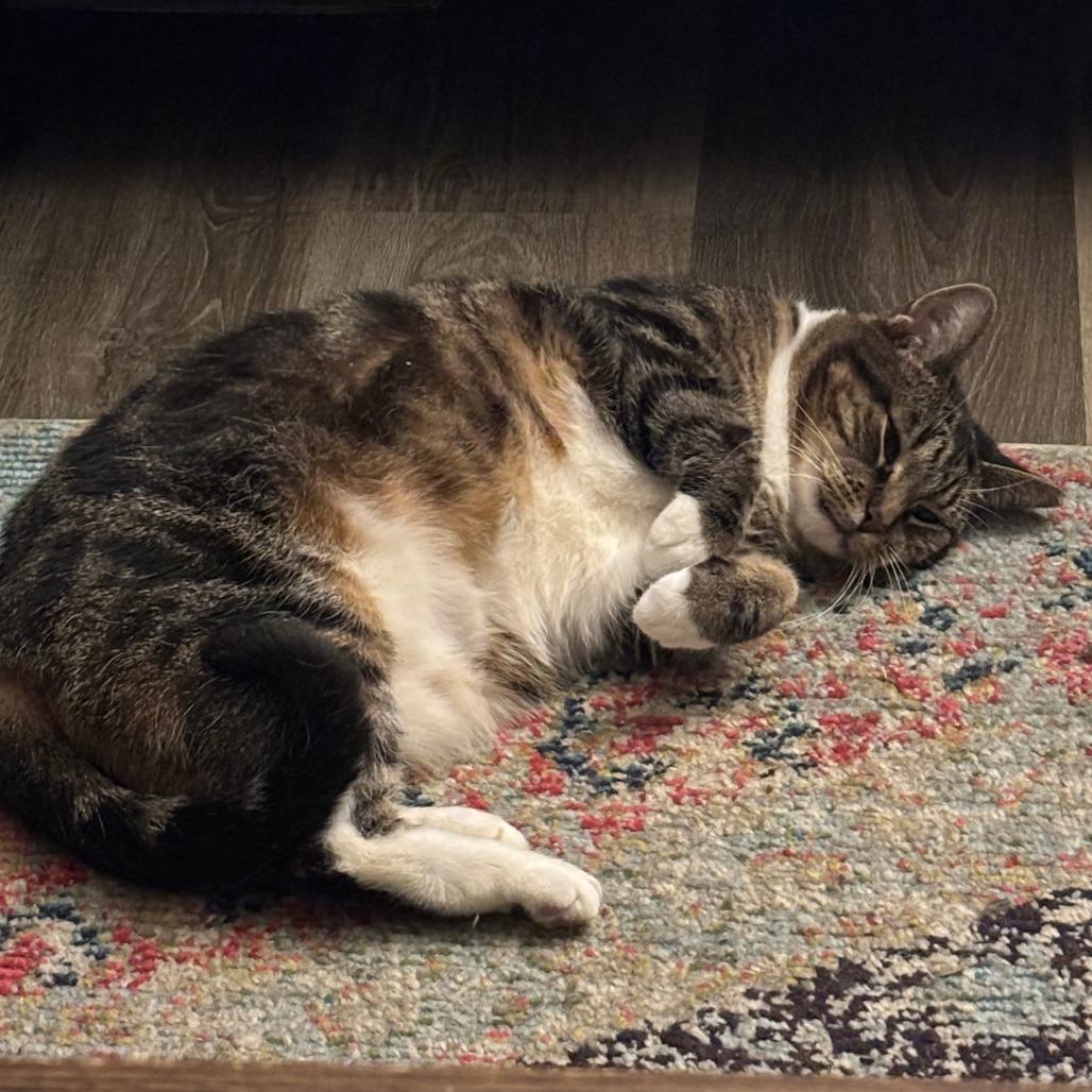 Bae, a Adoptable Domestic Short Hair in Philadelphia, PA image 1/6