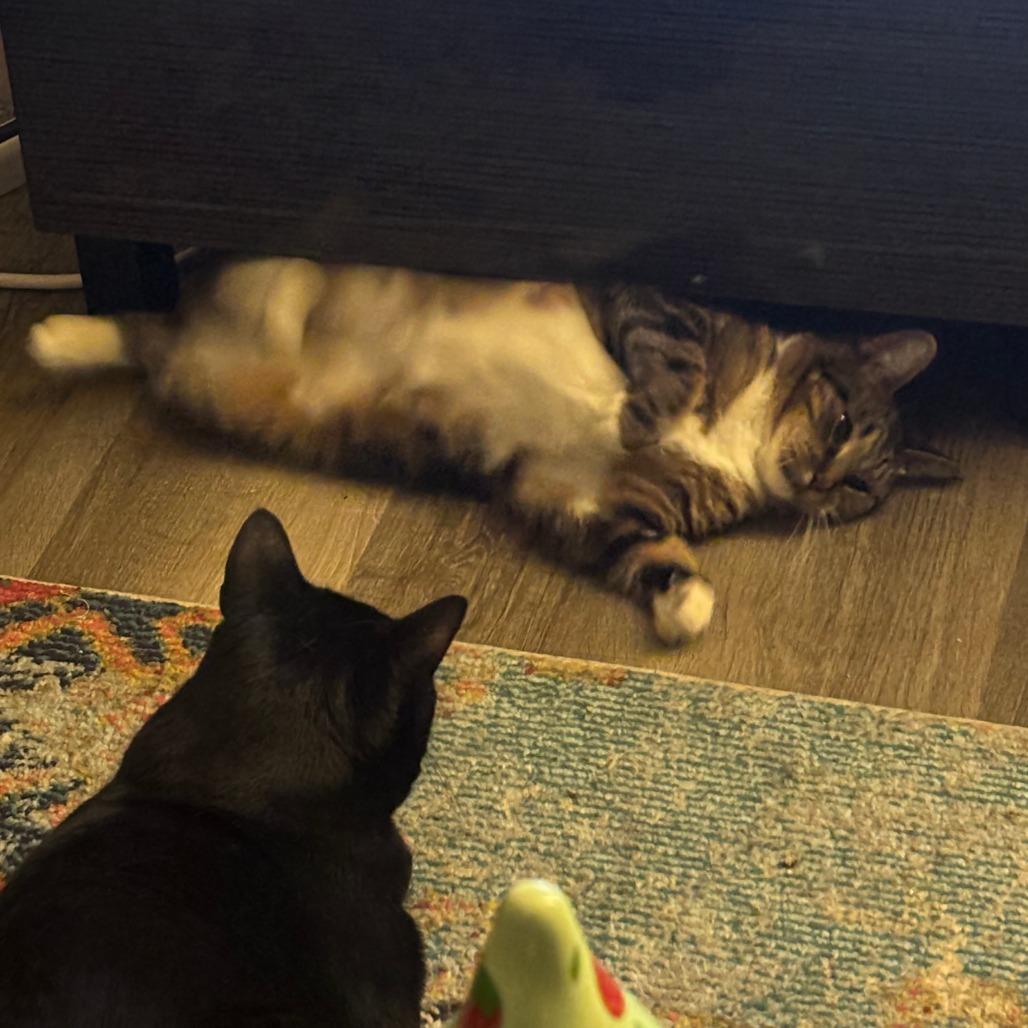 Bae, a Adoptable Domestic Short Hair in Philadelphia, PA image 2/6