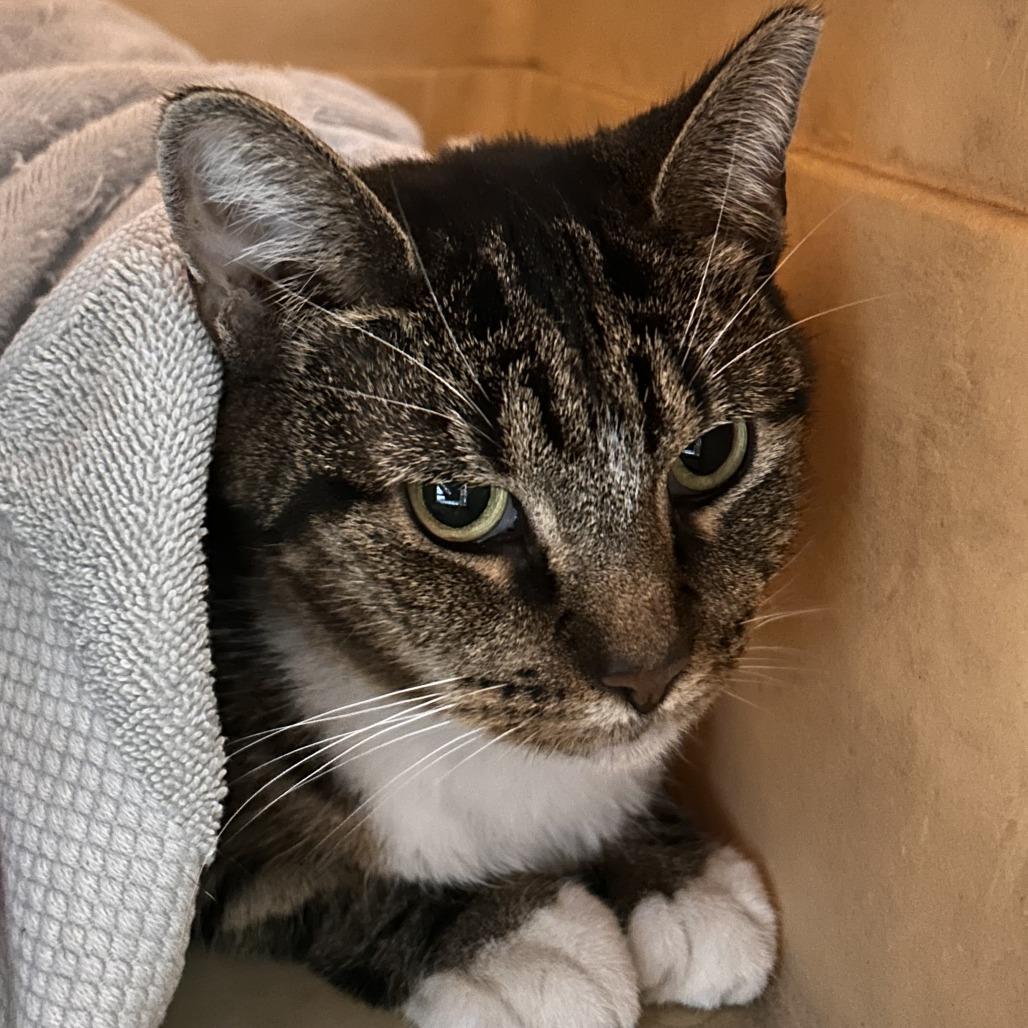 Enlarge Bae, a Adoptable Domestic Short Hair in Philadelphia, PA image 1/3