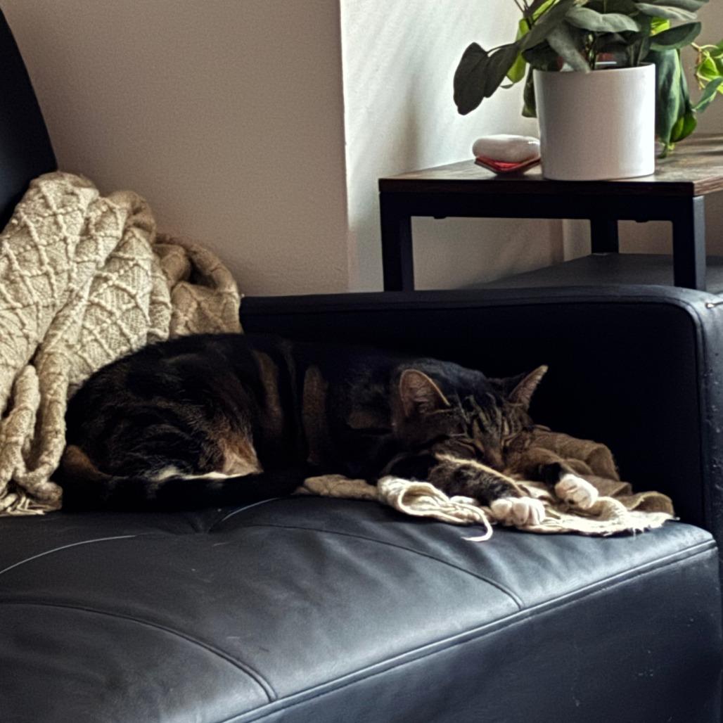 Bae, a Adoptable Domestic Short Hair in Philadelphia, PA image 3/6