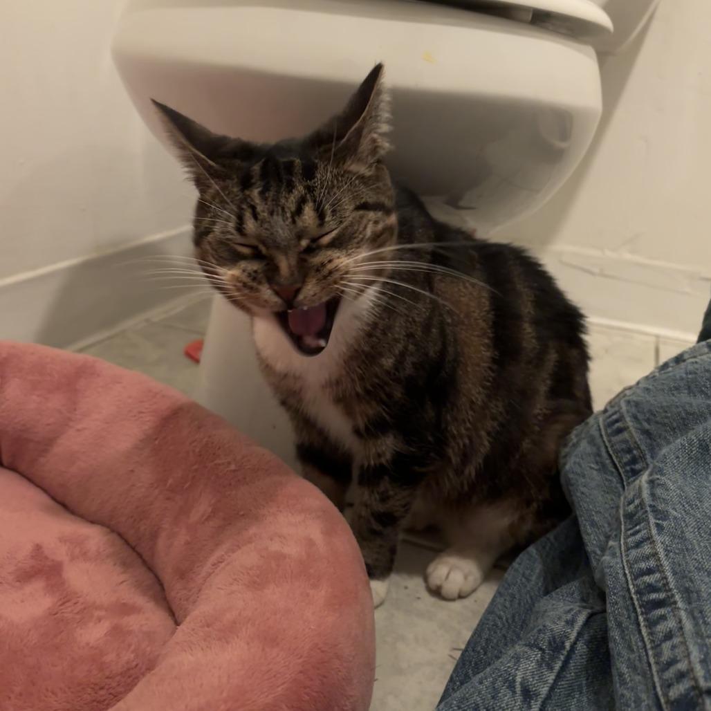 Enlarge Bae, a Adoptable Domestic Short Hair in Philadelphia, PA image 2/3