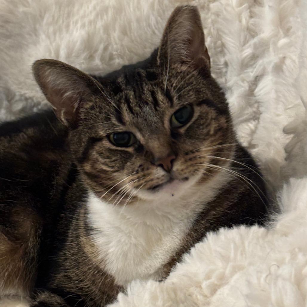 Bae, a Adoptable Domestic Short Hair in Philadelphia, PA image 5/6