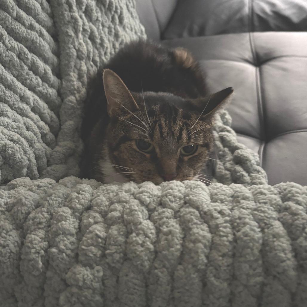 Enlarge Bae, a Adoptable Domestic Short Hair in Philadelphia, PA image 3/3